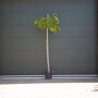 Perzische slaapboom 240 - 280 cm